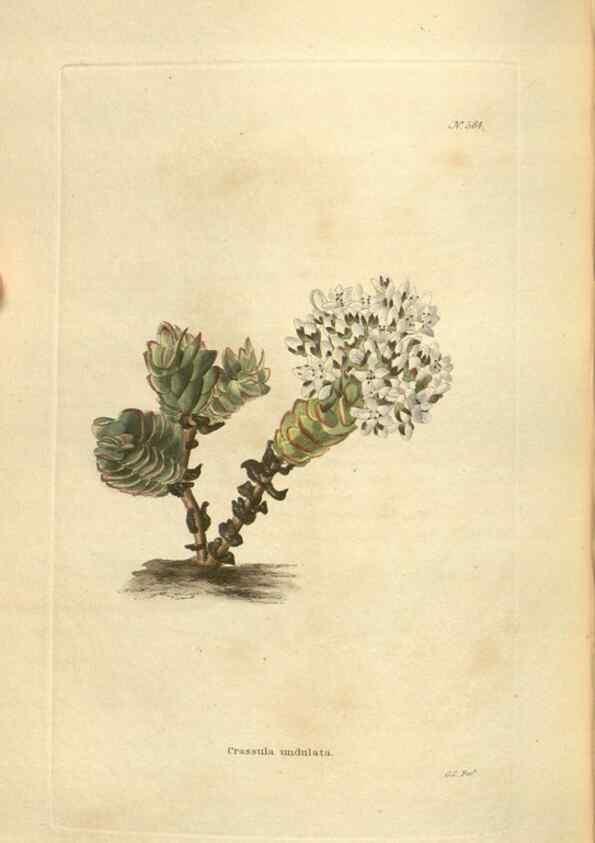 Reproducción/Reproduction 48754262592: The botanical cabinet. London :John & Arthur Arch ...,1817-1833.. 