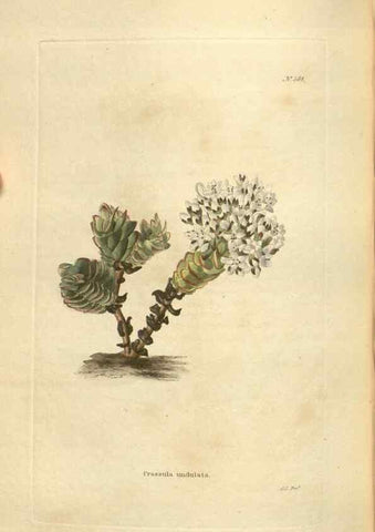 Reproducción/Reproduction 48754262592: The botanical cabinet. London :John & Arthur Arch ...,1817-1833.. 