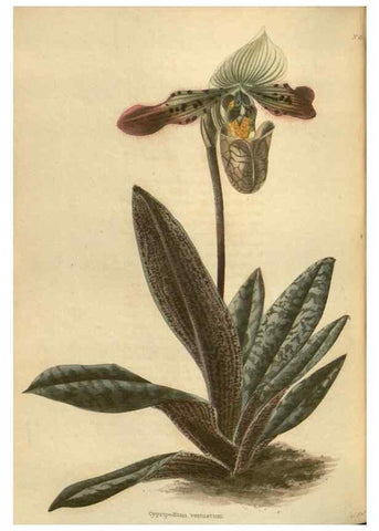 Reproducción/Reproduction 48754262877: The botanical cabinet. London :John & Arthur Arch ...,1817-1833.. 