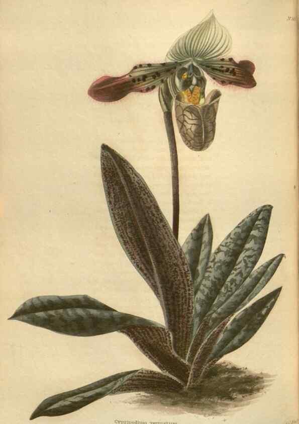 Reproducción/Reproduction 48754262877: The botanical cabinet. London :John & Arthur Arch ...,1817-1833.. 