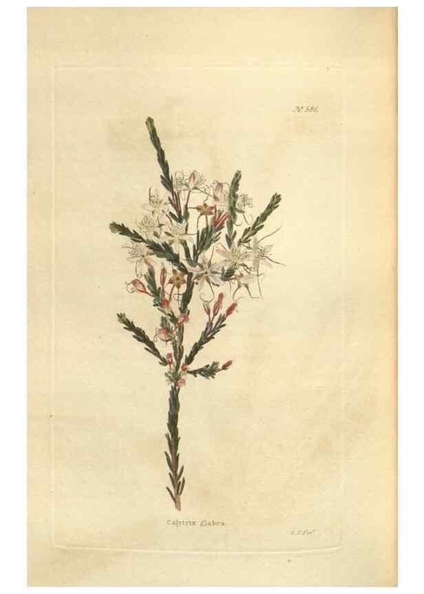 Reproducción/Reproduction 48754263177: The botanical cabinet. London :John & Arthur Arch ...,1817-1833.. 