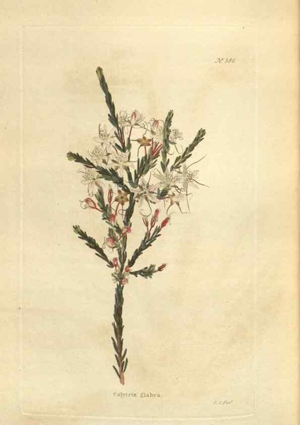 Reproducción/Reproduction 48754263177: The botanical cabinet. London :John & Arthur Arch ...,1817-1833.. 