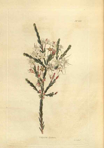Reproducción/Reproduction 48754263177: The botanical cabinet. London :John & Arthur Arch ...,1817-1833.. 