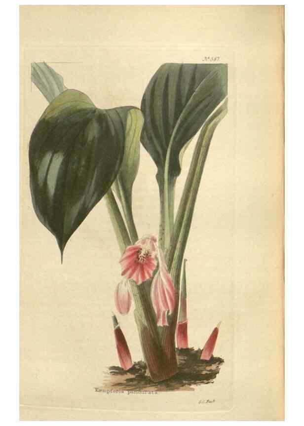 Reproducción/Reproduction 48753748918: The botanical cabinet. London :John & Arthur Arch ...,1817-1833.. 