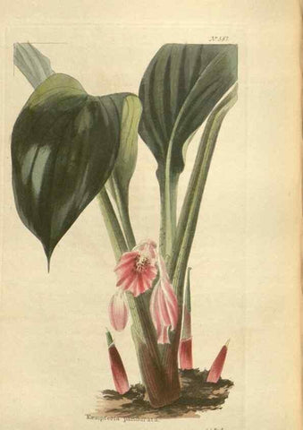Reproducción/Reproduction 48753748918: The botanical cabinet. London :John & Arthur Arch ...,1817-1833.. 