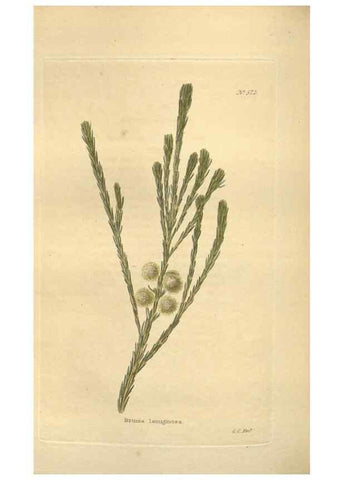 Reproducción/Reproduction 48754068536: The botanical cabinet. London :John & Arthur Arch ...,1817-1833.. 