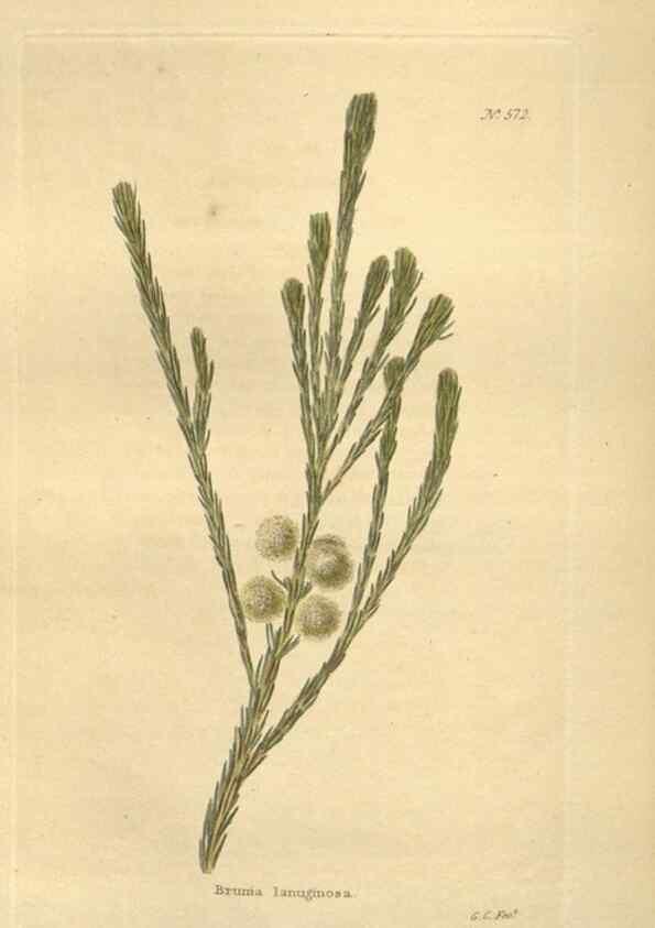 Reproducción/Reproduction 48754068536: The botanical cabinet. London :John & Arthur Arch ...,1817-1833.. 