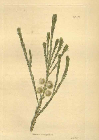 Reproducción/Reproduction 48754068536: The botanical cabinet. London :John & Arthur Arch ...,1817-1833.. 