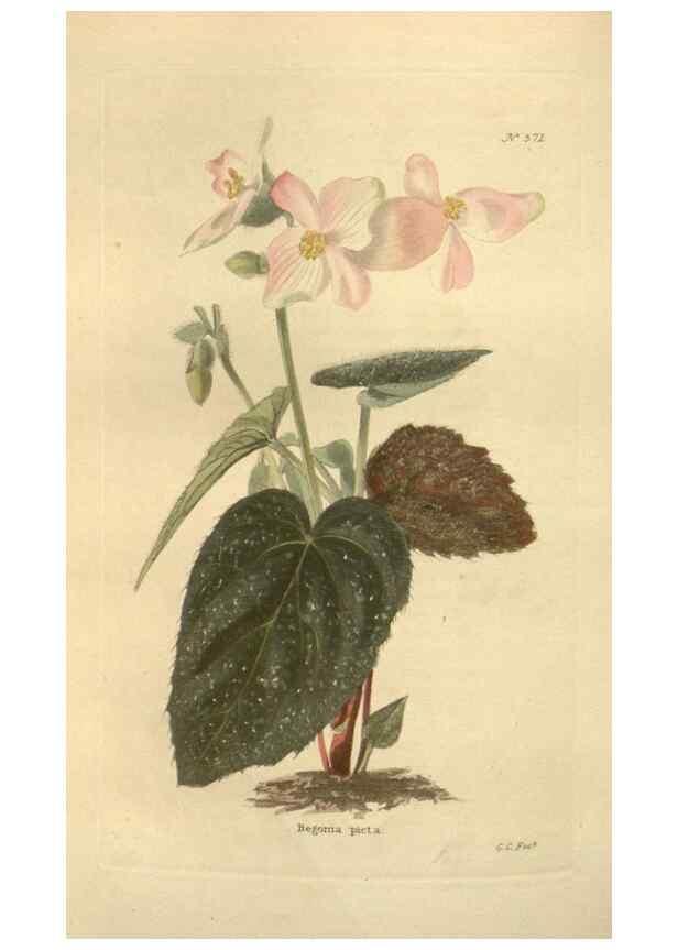 Reproducción/Reproduction 48753744408: The botanical cabinet. London :John & Arthur Arch ...,1817-1833.. 