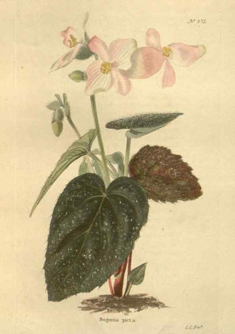 Reproducción/Reproduction 48753744408: The botanical cabinet. London :John & Arthur Arch ...,1817-1833.. 