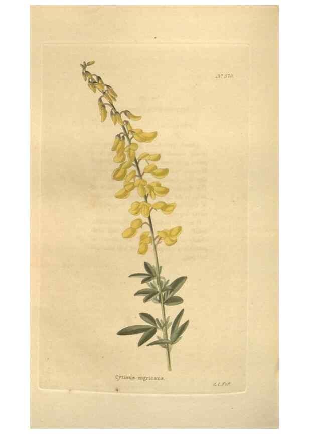 Reproducción/Reproduction 48753744168: The botanical cabinet. London :John & Arthur Arch ...,1817-1833.. 