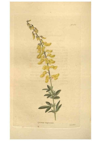 Reproducción/Reproduction 48753744168: The botanical cabinet. London :John & Arthur Arch ...,1817-1833.. 