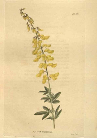 Reproducción/Reproduction 48753744168: The botanical cabinet. London :John & Arthur Arch ...,1817-1833.. 