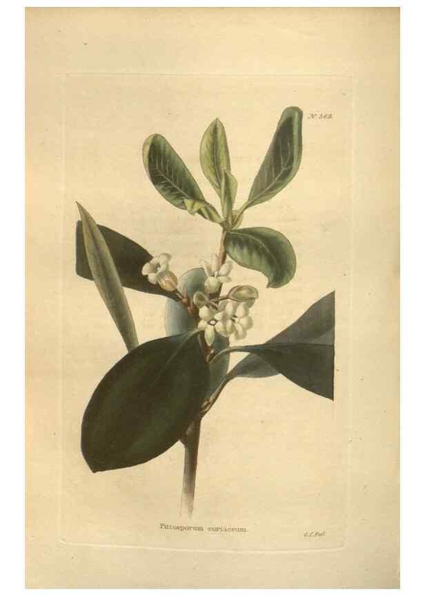 Reproducción/Reproduction 48754067791: The botanical cabinet. London :John & Arthur Arch ...,1817-1833.. 