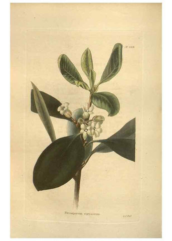Reproducción/Reproduction 48754067791: The botanical cabinet. London :John & Arthur Arch ...,1817-1833.. 