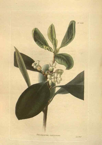 Reproducción/Reproduction 48754067791: The botanical cabinet. London :John & Arthur Arch ...,1817-1833.. 