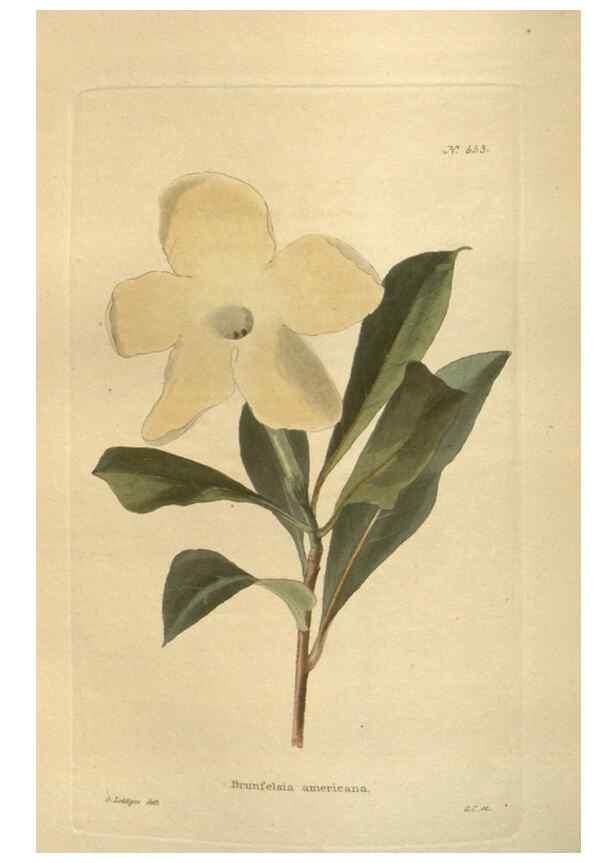 Reproducción/Reproduction 48753739903: The botanical cabinet. London :John & Arthur Arch ...,1817-1833.. 