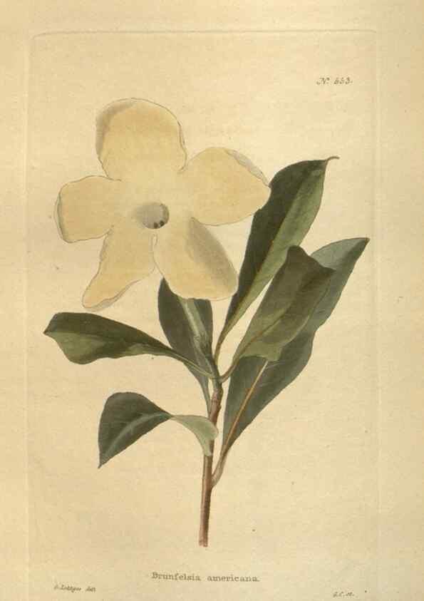 Reproducción/Reproduction 48753739903: The botanical cabinet. London :John & Arthur Arch ...,1817-1833.. 