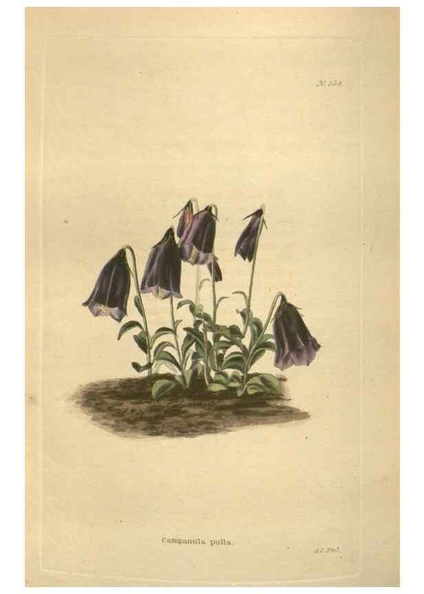 Reproducción/Reproduction 48753740233: The botanical cabinet. London :John & Arthur Arch ...,1817-1833.. 
