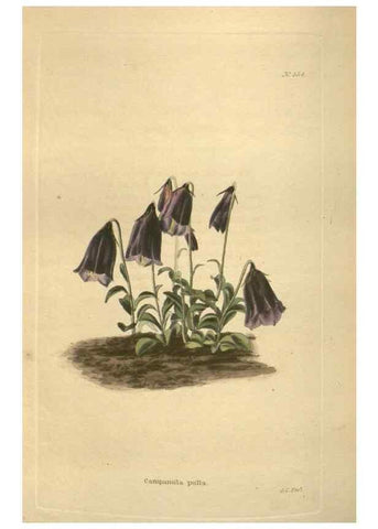 Reproducción/Reproduction 48753740233: The botanical cabinet. London :John & Arthur Arch ...,1817-1833.. 