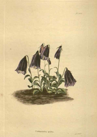 Reproducción/Reproduction 48753740233: The botanical cabinet. London :John & Arthur Arch ...,1817-1833.. 