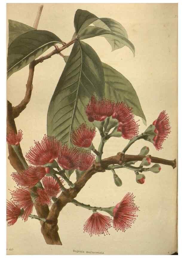 Reproducción/Reproduction 48754254792: The botanical cabinet. London :John & Arthur Arch ...,1817-1833.. 