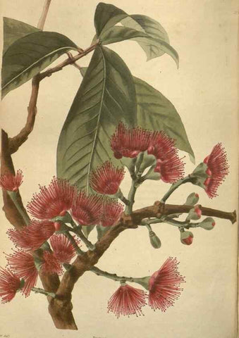 Reproducción/Reproduction 48754254792: The botanical cabinet. London :John & Arthur Arch ...,1817-1833.. 