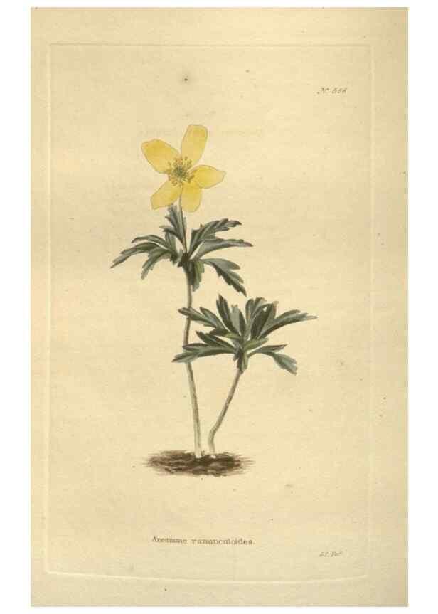 Reproducción/Reproduction 48754255052: The botanical cabinet. London :John & Arthur Arch ...,1817-1833.. 