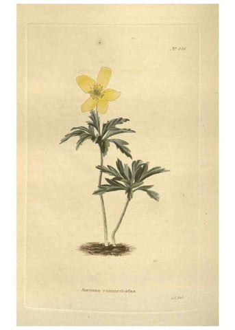 Reproducción/Reproduction 48754255052: The botanical cabinet. London :John & Arthur Arch ...,1817-1833.. 