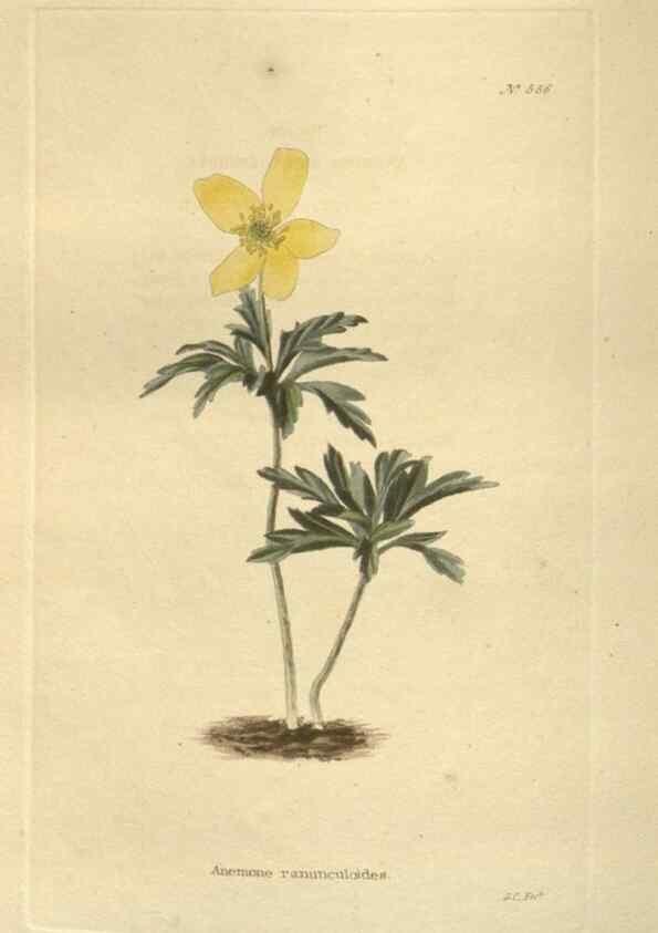 Reproducción/Reproduction 48754255052: The botanical cabinet. London :John & Arthur Arch ...,1817-1833.. 