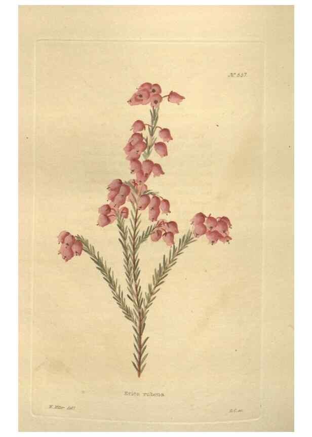 Reproducción/Reproduction 48754255302: The botanical cabinet. London :John & Arthur Arch ...,1817-1833.. 
