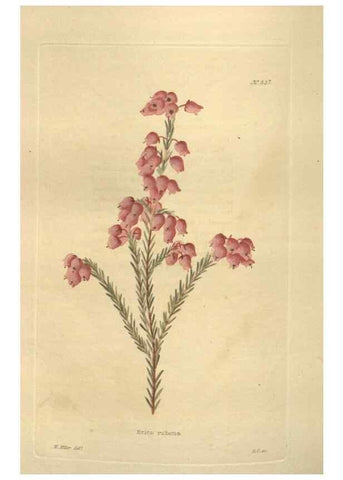 Reproducción/Reproduction 48754255302: The botanical cabinet. London :John & Arthur Arch ...,1817-1833.. 
