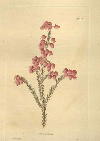 Reproducción/Reproduction 48754255302: The botanical cabinet. London :John & Arthur Arch ...,1817-1833.. 