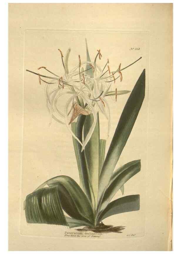 Reproducción/Reproduction 48754064916: The botanical cabinet. London :John & Arthur Arch ...,1817-1833.. 
