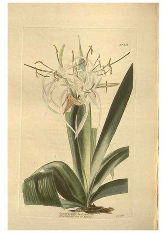 Reproducción/Reproduction 48754064916: The botanical cabinet. London :John & Arthur Arch ...,1817-1833.. 