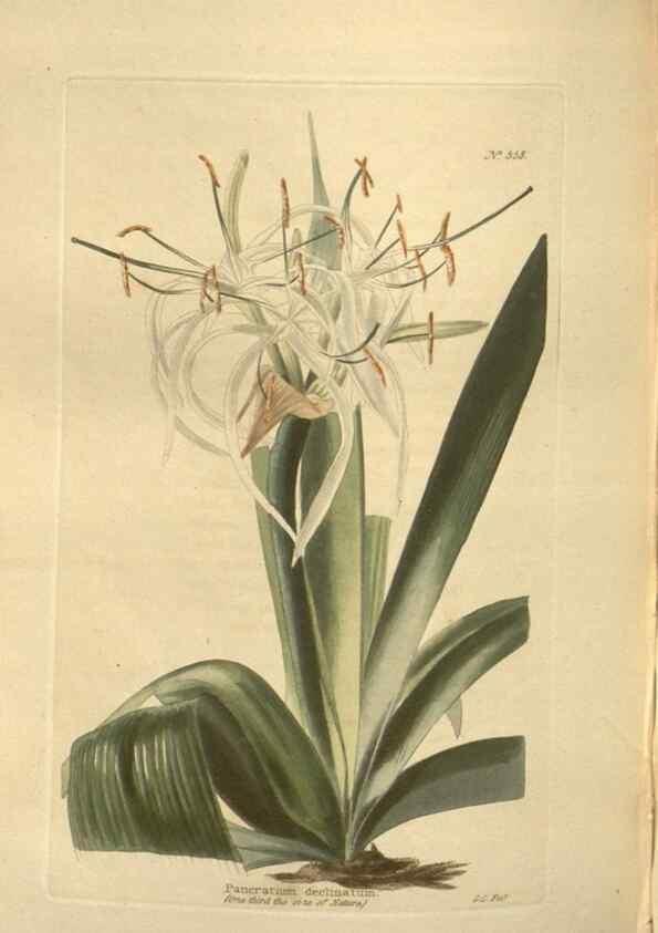 Reproducción/Reproduction 48754064916: The botanical cabinet. London :John & Arthur Arch ...,1817-1833.. 