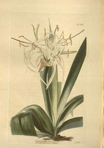 Reproducción/Reproduction 48754064916: The botanical cabinet. London :John & Arthur Arch ...,1817-1833.. 