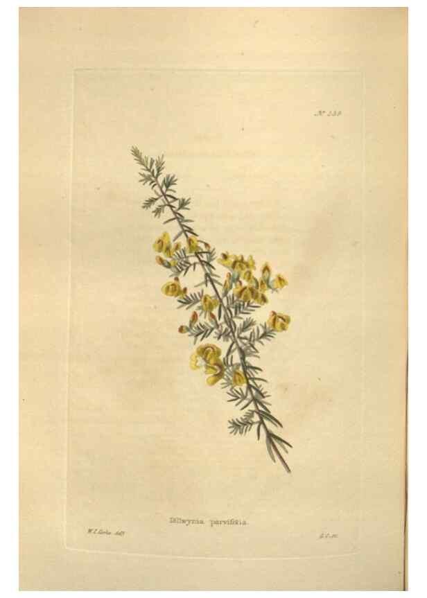 Reproducción/Reproduction 48753741383: The botanical cabinet. London :John & Arthur Arch ...,1817-1833.. 