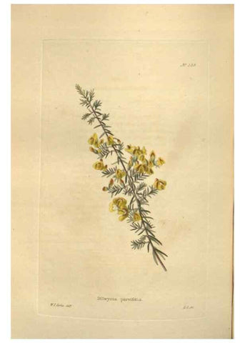 Reproducción/Reproduction 48753741383: The botanical cabinet. London :John & Arthur Arch ...,1817-1833.. 