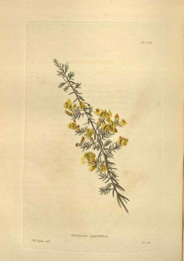 Reproducción/Reproduction 48753741383: The botanical cabinet. London :John & Arthur Arch ...,1817-1833.. 