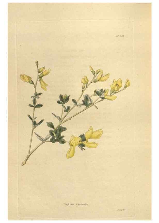 Reproducción/Reproduction 48753749163: The botanical cabinet. London :John & Arthur Arch ...,1817-1833.. 