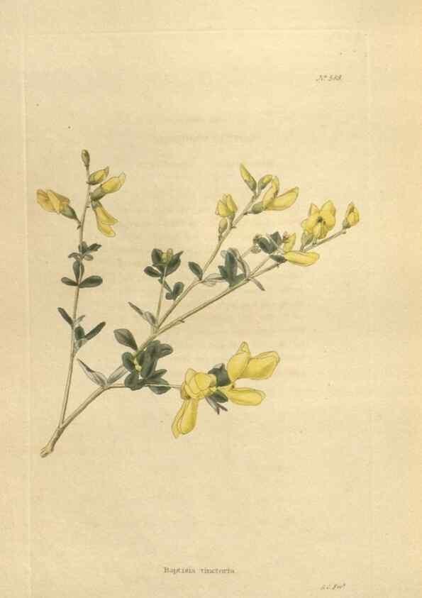 Reproducción/Reproduction 48753749163: The botanical cabinet. London :John & Arthur Arch ...,1817-1833.. 