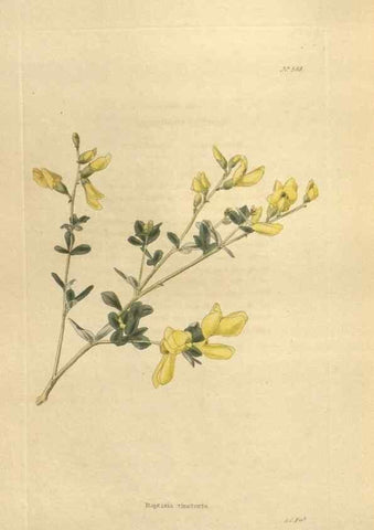 Reproducción/Reproduction 48753749163: The botanical cabinet. London :John & Arthur Arch ...,1817-1833.. 