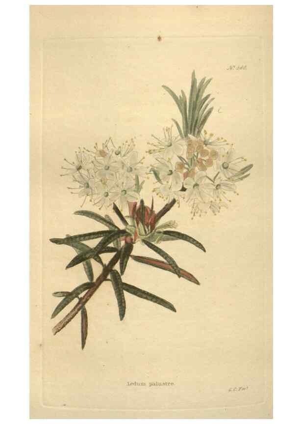 Reproducción/Reproduction 48754256002: The botanical cabinet. London :John & Arthur Arch ...,1817-1833.. 