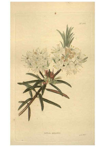 Reproducción/Reproduction 48754256002: The botanical cabinet. London :John & Arthur Arch ...,1817-1833.. 