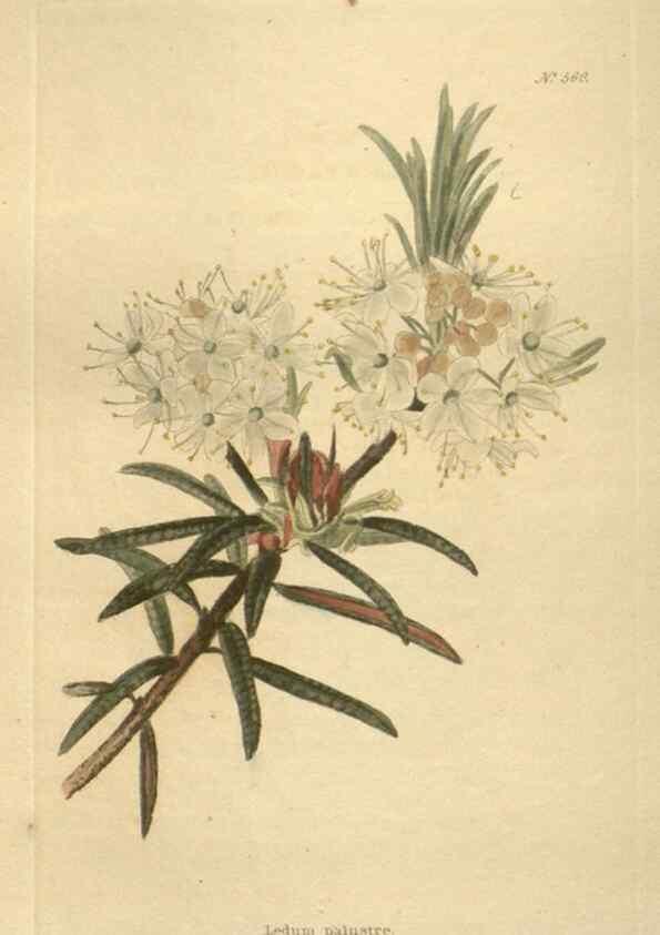 Reproducción/Reproduction 48754256002: The botanical cabinet. London :John & Arthur Arch ...,1817-1833.. 