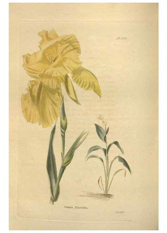 Reproducción/Reproduction 48754256467: The botanical cabinet. London :John & Arthur Arch ...,1817-1833.. 