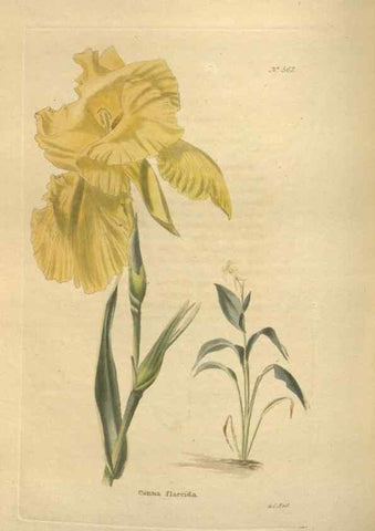 Reproducción/Reproduction 48754256467: The botanical cabinet. London :John & Arthur Arch ...,1817-1833.. 