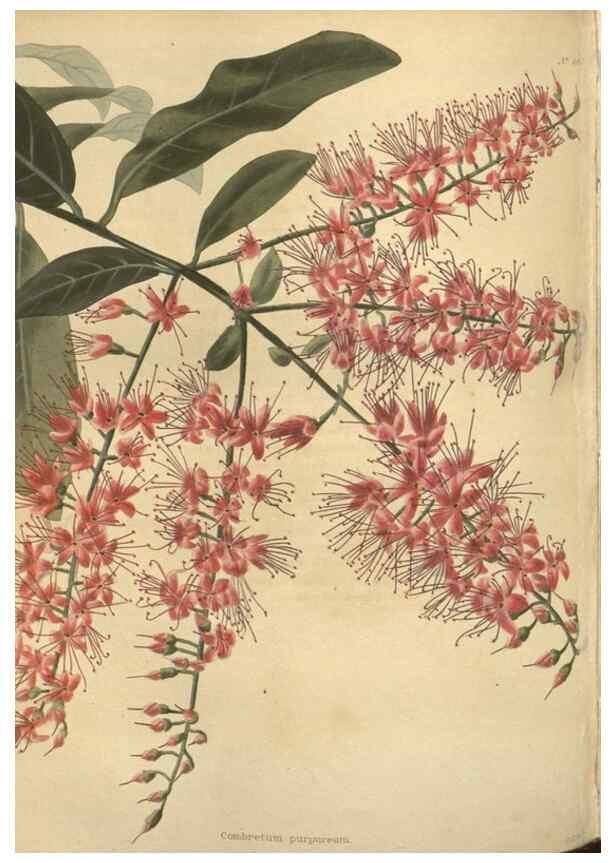 Reproducción/Reproduction 48753742448: The botanical cabinet. London :John & Arthur Arch ...,1817-1833.. 