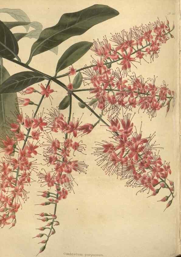 Reproducción/Reproduction 48753742448: The botanical cabinet. London :John & Arthur Arch ...,1817-1833.. 